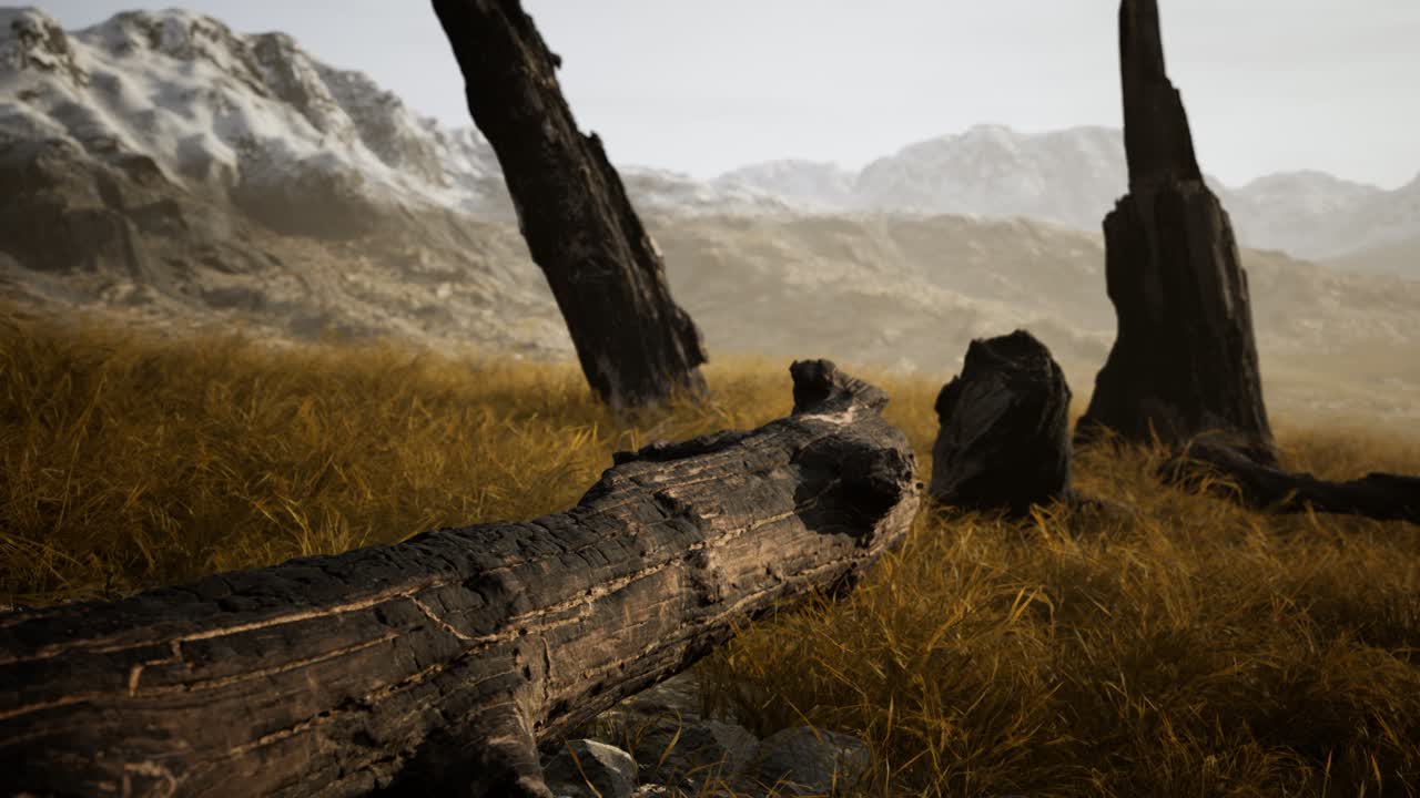 troncos de árboles quemados después de un incendio forestal