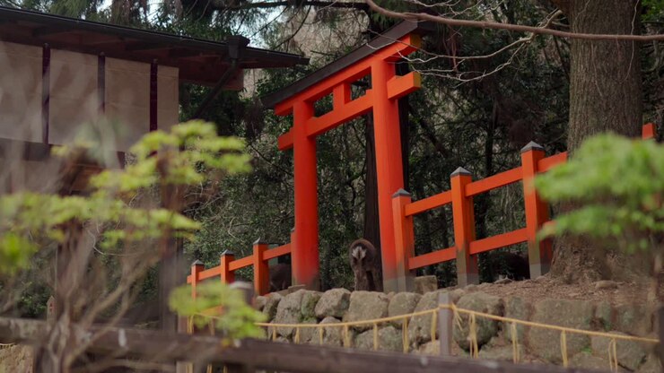 Un'affascinante ripresa in tilt-down attraverso i rami spogli degli alberi invernali rivela una scena serena presso il Santuario Kasuga Taisha a Nara, Giappone, dove un cervo selvatico pascola pacificamente vicino a un vivace Tori gate arancione.