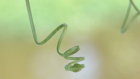 spiral chain of green curly twig