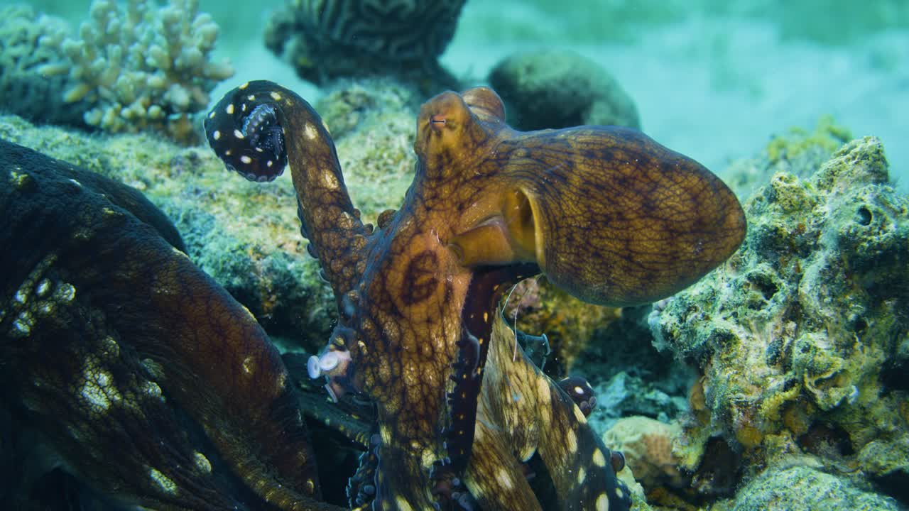 Rare footage of octopuses mating in the Red Sea, Eilat! These intelligent cephalopods display fascinating behaviors during reproduction. A unique glimpse into marine life.