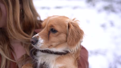 cute-dog-being-carried-by-owner