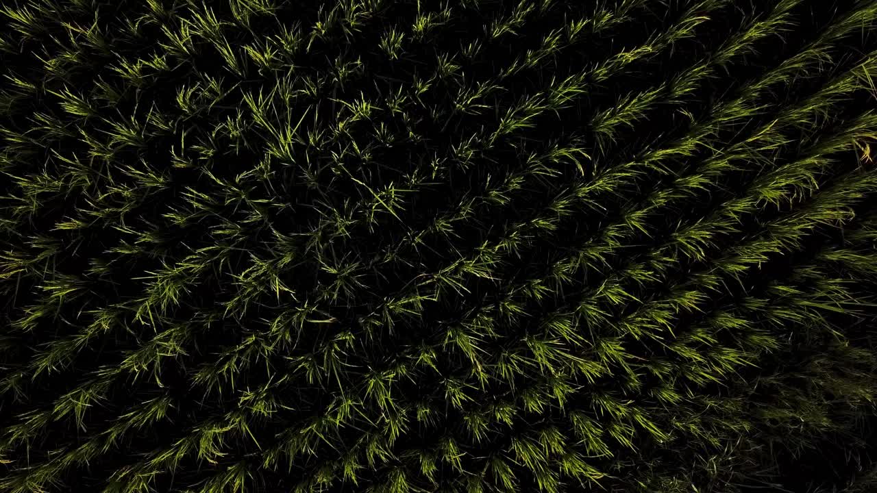 tierra de hierba verde arroz paddy campo de la granja en la temporada de cosecha agricultor planta arroz en una fila paralelo patrón para aumentar la eficiencia orgánica de alta calidad de los productos agrícolas en el campo rural de irán gilan