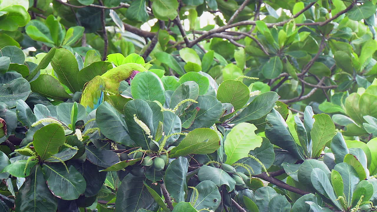 el gran loro verde come nueces de almendra en un árbol tropical en costa rica