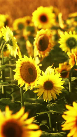 sunflowers in a field