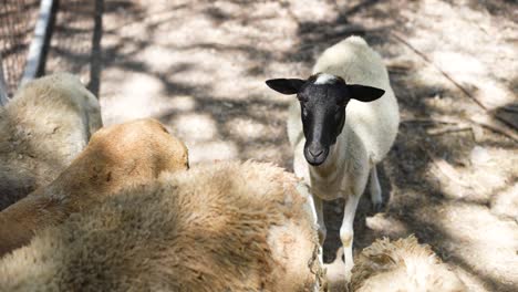 flock-of-white-sheep-on-a-farm,-white-sheep-with-black-heads