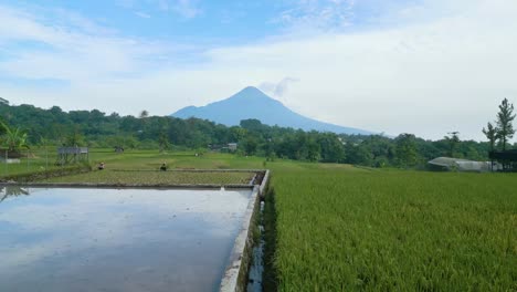 Drone-shot-of-Penanggungan-Mount-after-Sunrise-with-rice-fields-in-foreground