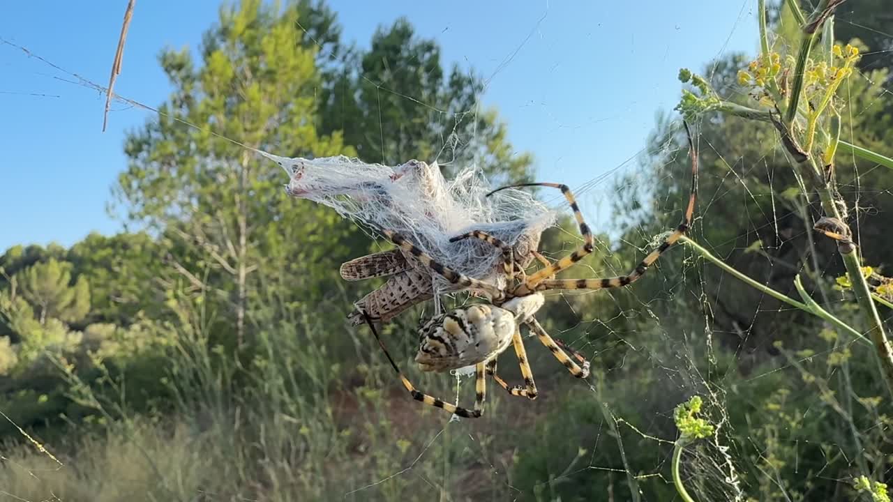 Close-up view of a meditterranean tiger spider wrapping a hopeless grasshopper trapped in its silk web in a mediterranean landscape bathed by the sunset light. Handheld camera