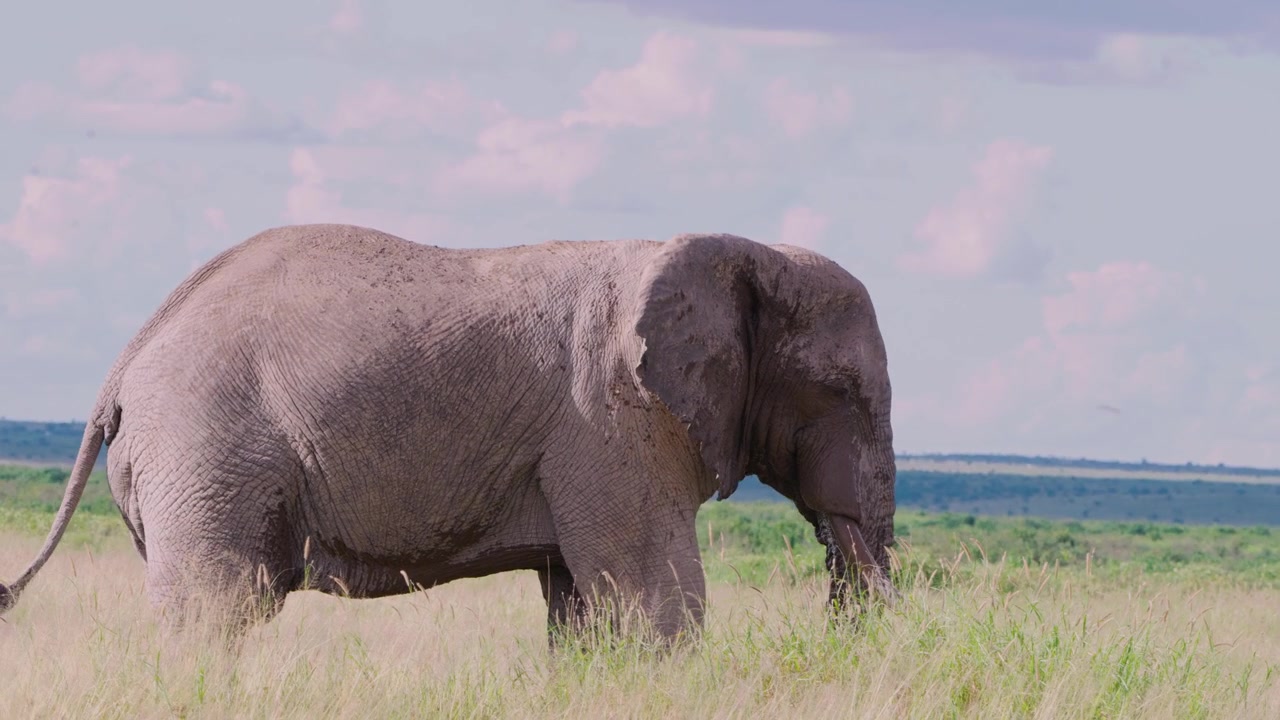 Filmagem cinematográfica de um elefante-africano macho em estado de musth polvilhando-se com a tromba no Parque Nacional de Amboseli, Quênia. Glândulas temporais úmidas e comportamento natural destacam este poderoso momento da vida selvagem.