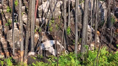 nature reborn after forest fire, dolly shot along lush plants among burned vegetation in sudbury, canada