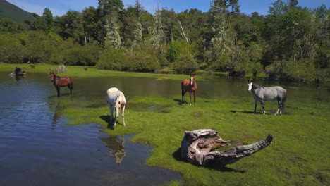 Caballos-Cruzando-El-Río-Que-Desemboca-En-El-Lago,-Bebiendo-Agua-Y-Jugando