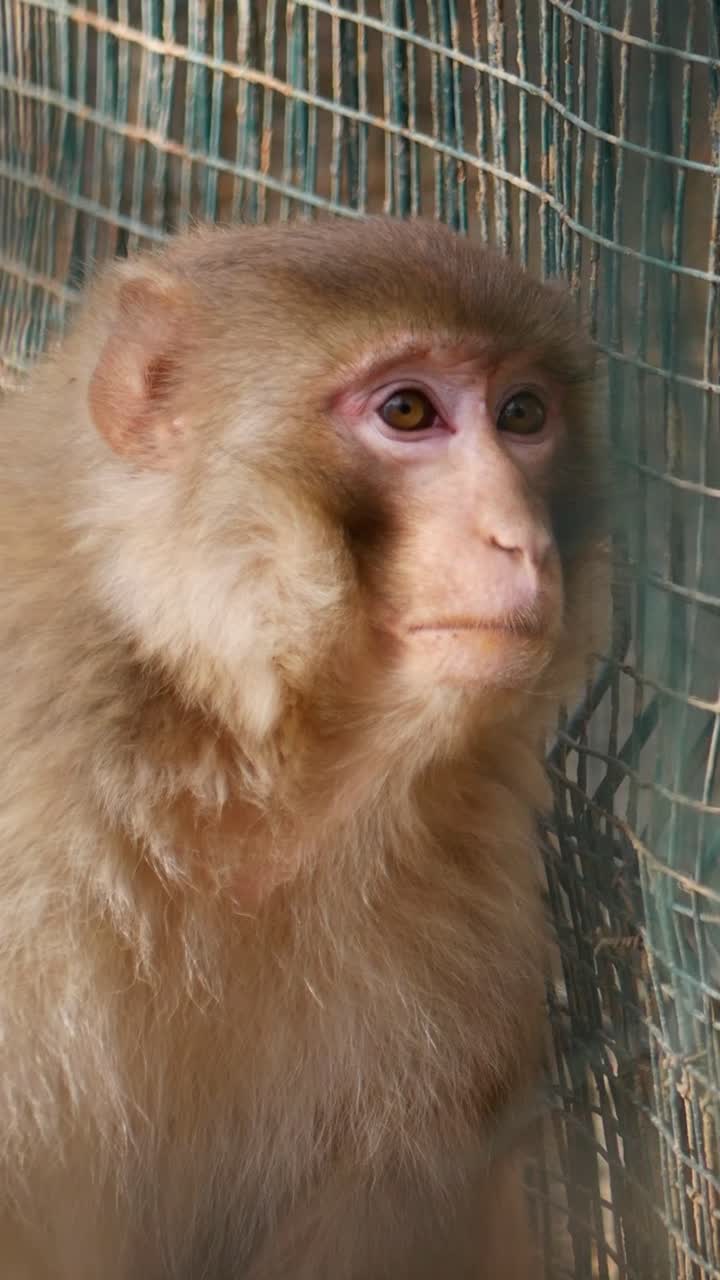 Close-up of a Macaque Monkey Looking Through a Wire Fence