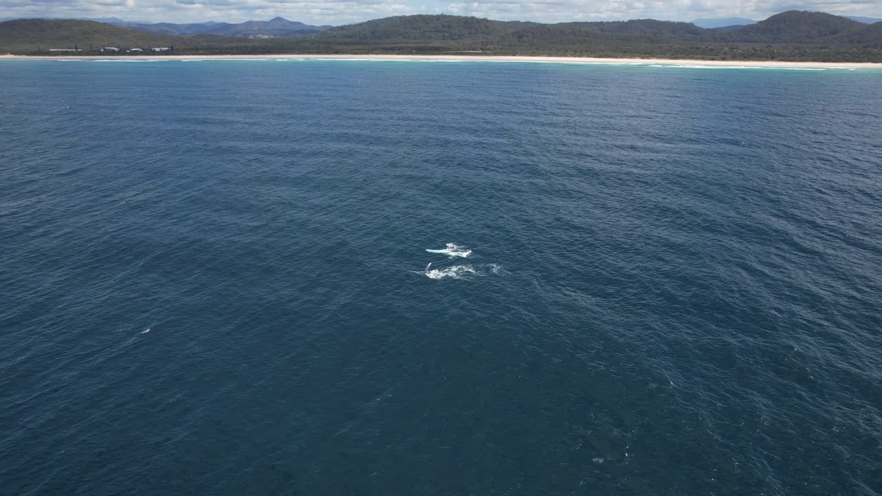 Aerial View Of Humpback Whales Swimming In The Sea In New South Wales, Australia - drone shot