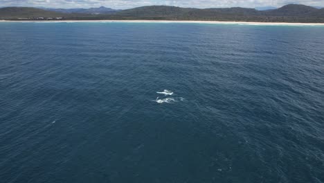 vista aérea de ballenas jorobadas nadando en el mar en nueva gales del sur, australia - toma de avión no tripulado