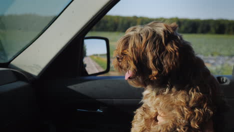 a small curly dog rides on the owner's lap in a car looks ahead out the window