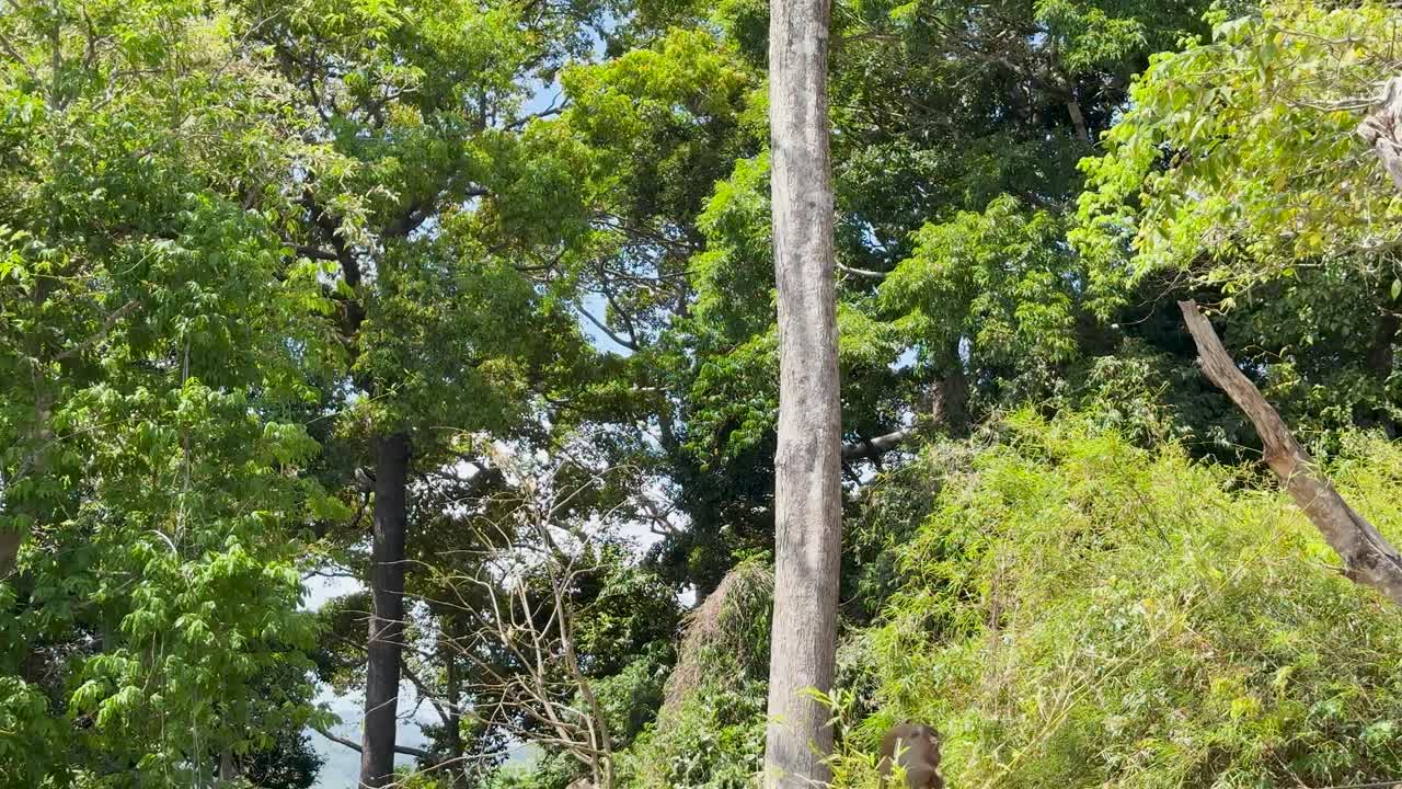 Monkey climbs down tree in bright daylight, surrounded by dense green tropical foliage, static camera