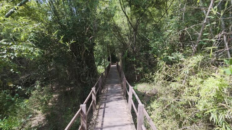 Un ponte di legno sui sentieri forestali di montagna del Parco Nazionale di Cat Tien in Vietnam. Ripresa POV.