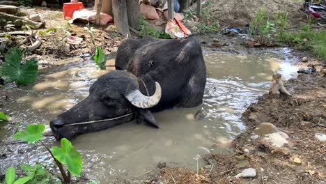 Un-Búfalo-De-Agua-Refrescándose-En-Un-Charco-De-Barro-En-Un-Día-Caluroso-En-El-Pueblo