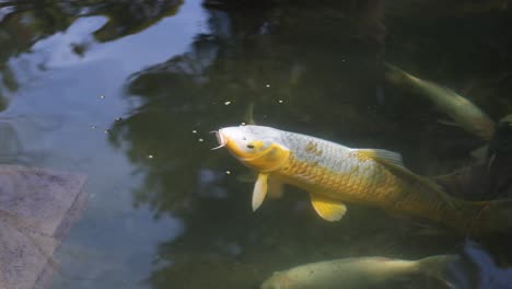 koi fish swimming and feeding in a pond