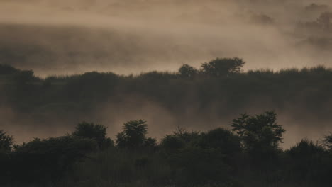 morning in savannah surrounded by fog