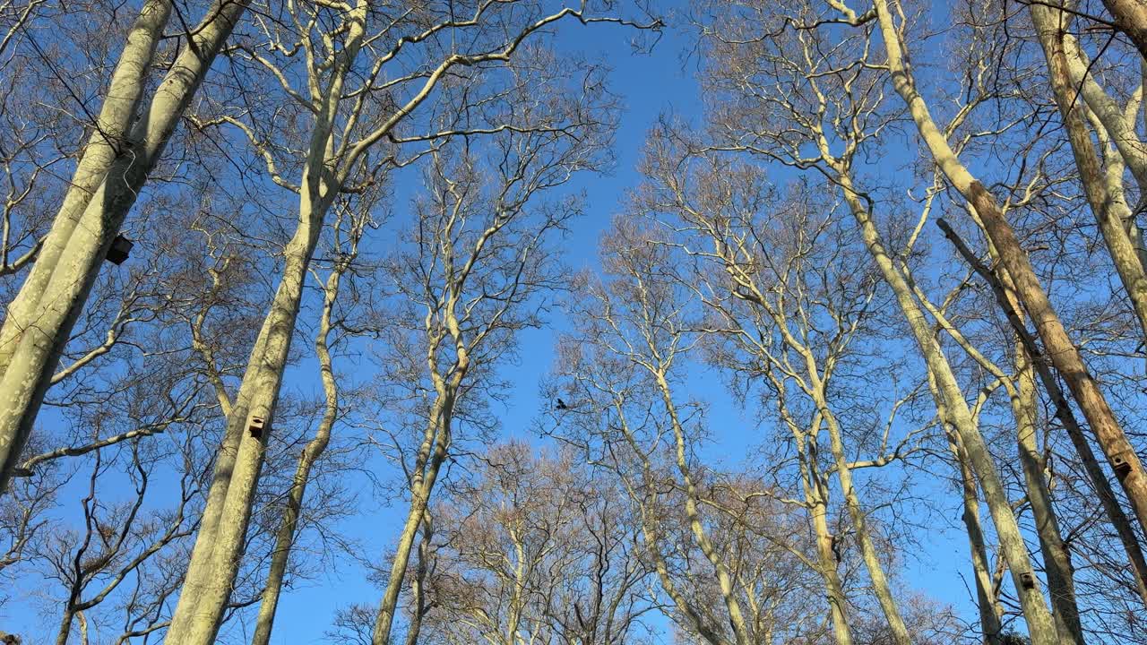 Un video cinematografico 4K con inquadratura dal basso che guarda in alto i rami spogli di platano in inverno contro un cielo azzurro brillante. Perfetto per contenuti sulla natura e stagionali