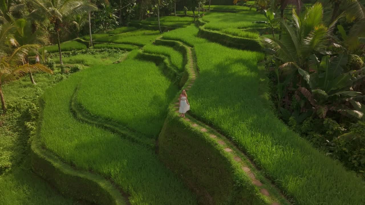Perspectiva aérea de arrozais verdes e palmeiras em Tegallalang, Bali, Indonésia.