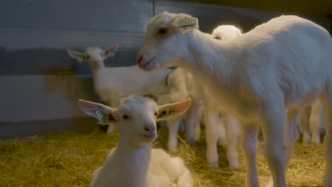 a pair of baby goats standing underneath a heat lamp