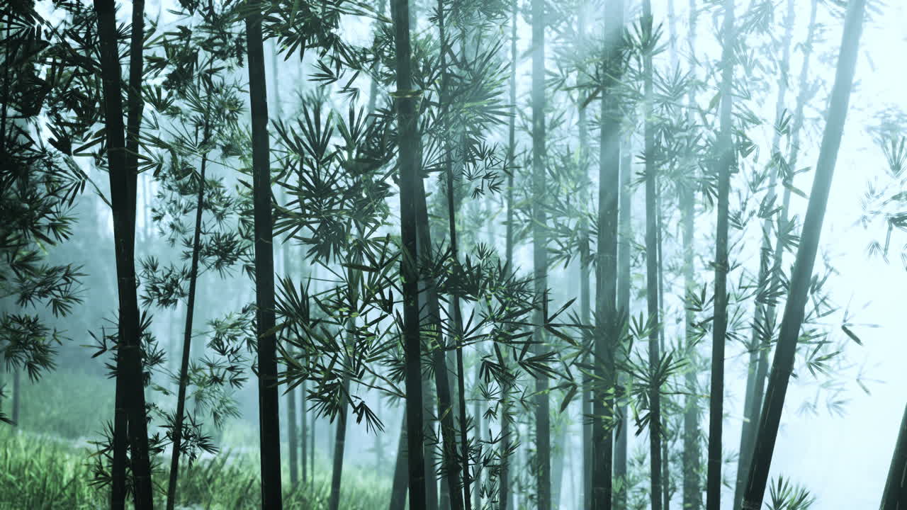 안개가 가득한 대나무 숲