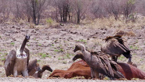 Buitres-De-Lomo-Blanco-Alimentándose-Y-Peleando-Con-Un-Ganado-Muerto-En-Botswana,-Sudáfrica