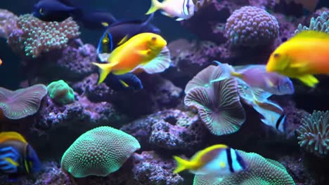 colorful fish and coral reef in aquarium