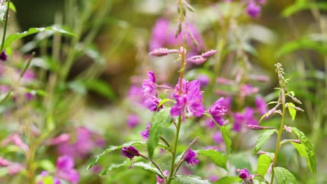 close-up of fireweed flowers in dunkeld, scotland