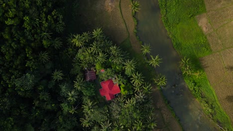 a red-roofed house amidst green palm trees on bohol island, philippines, aerial view