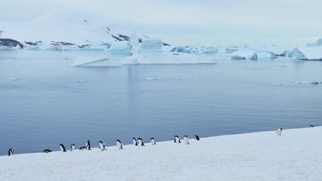 penguins in beautiful antarctica scenery, antarctic peninsula wildlife trip, gentoo penguin colony and southern ocean sea water on the antarctic coast with amazing winter iceberg landscape scenery