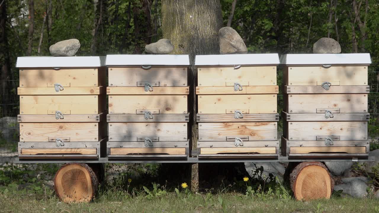 frente a cuatro colmenas de madera