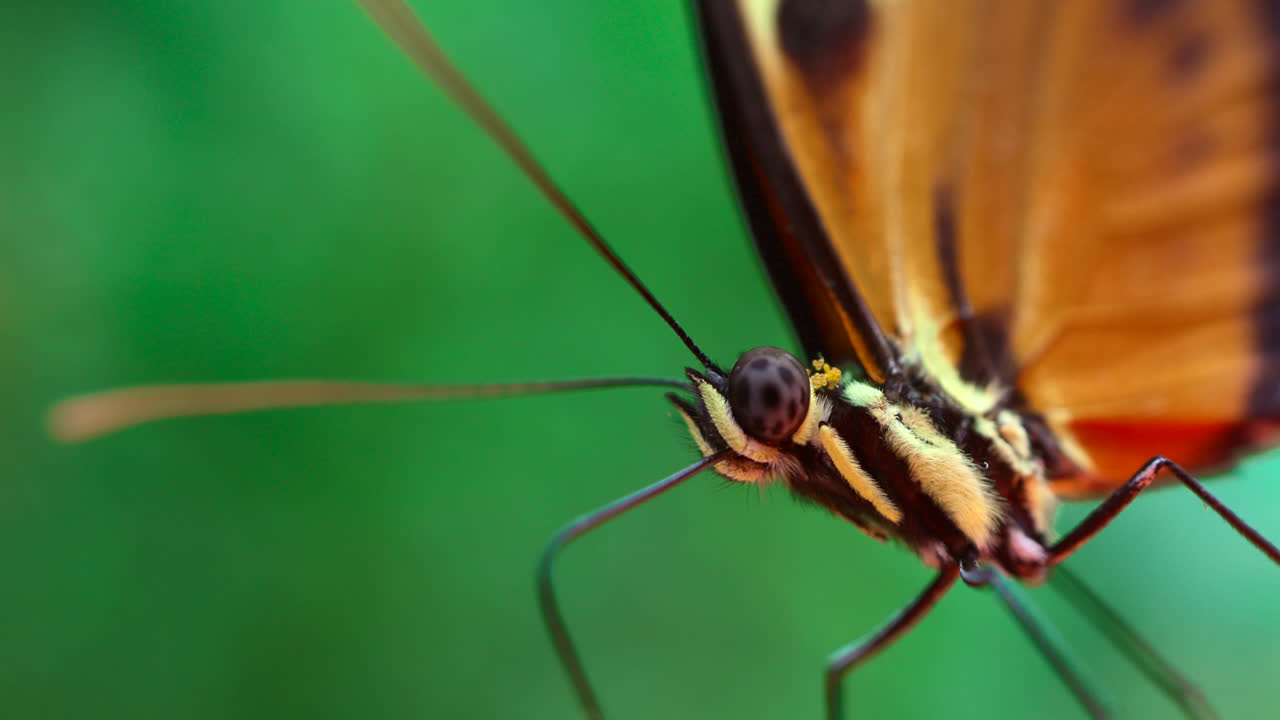Macro shot of an orange butterfly resting on a leaf in the Mindo cloud forest in Ecuador, beautiful detailed view with eyes and body showcasing stunning natural wonder