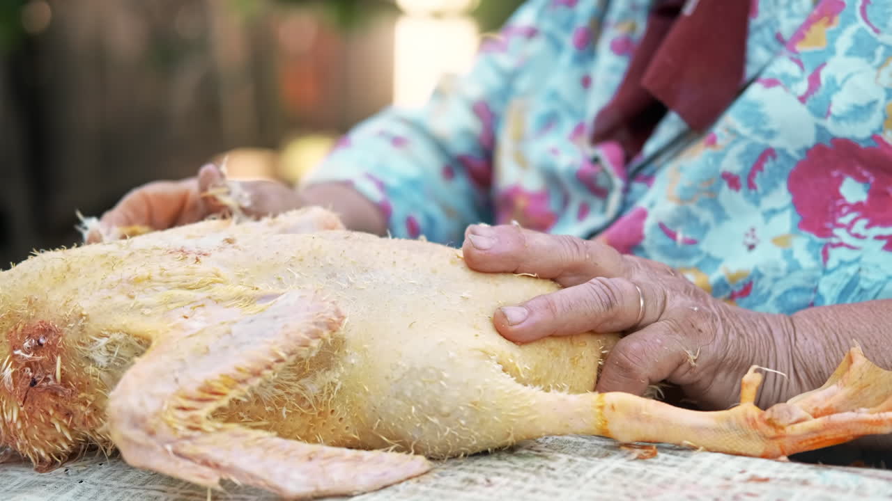 A grandma plucking a dead duck. Village