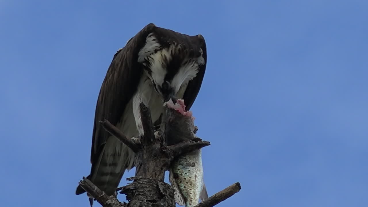 un águila pescadora devora un pez en la rama de un árbol en florida 1