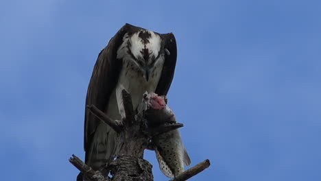 a fish eagle devours a fish in a tree branch in florida 1