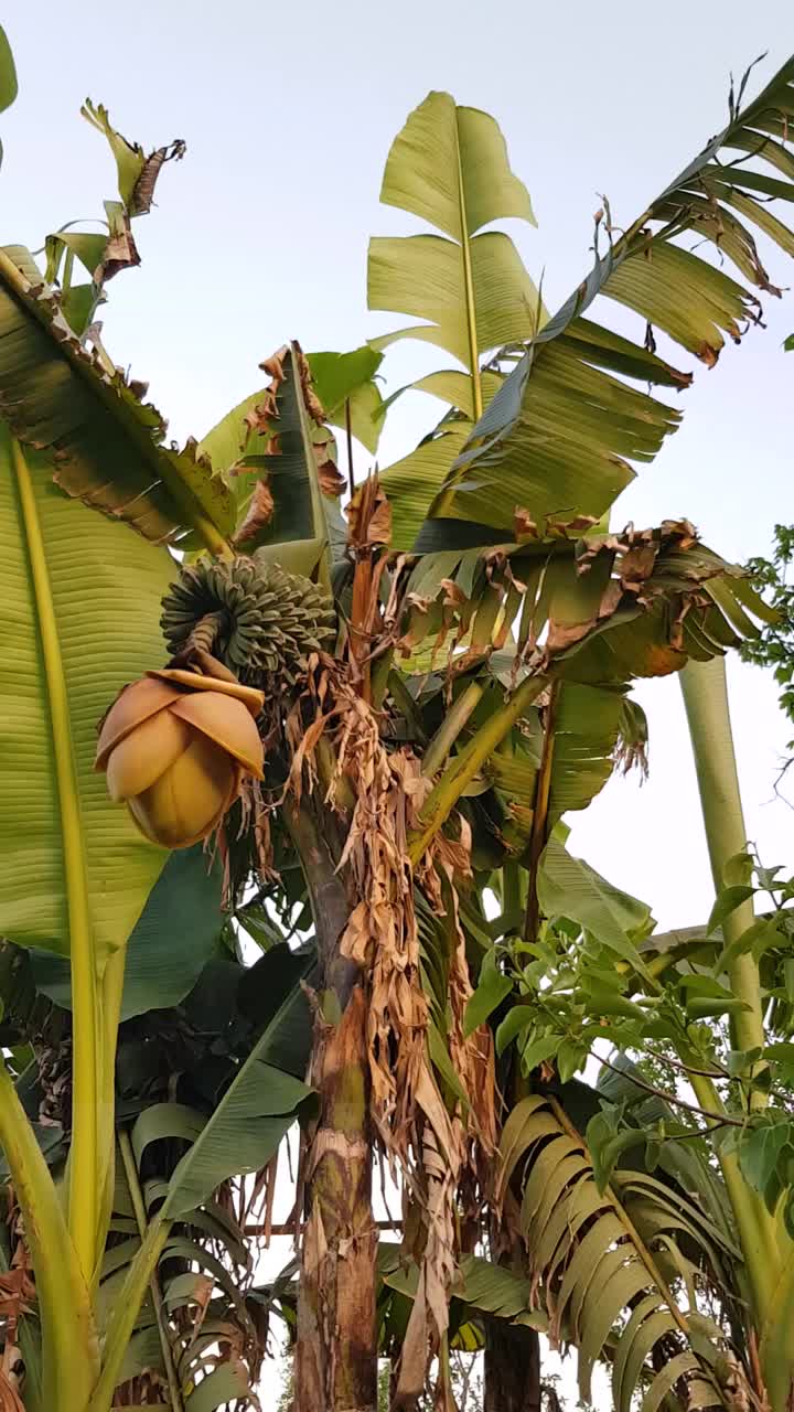 banana tree iran nature landscape cloudy sky green broad leaf agriculture background leaves beautiful botanical exotic fruit garden growth outdoor summer tropical scenic view wind blowing gilan asia