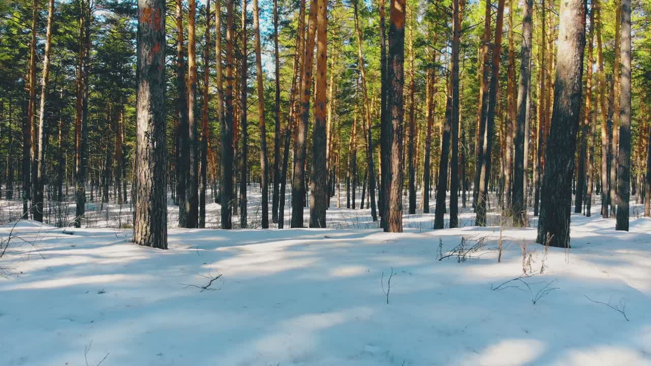 소나무 사이의 봄 울창한 숲을 통해 빠른 동작