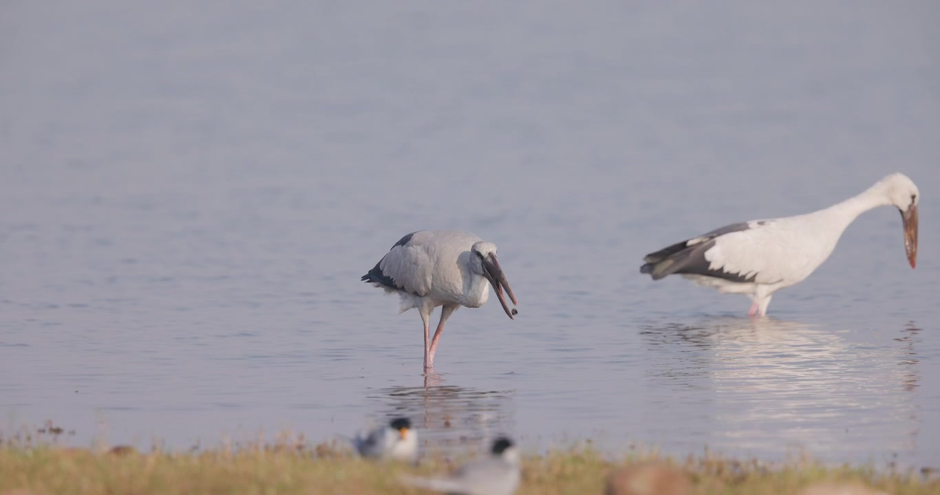 Openbill Stork extracting snail from shell; slow motion macro marsh feeding loop morning