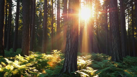 sunlight filtering through a pine forest