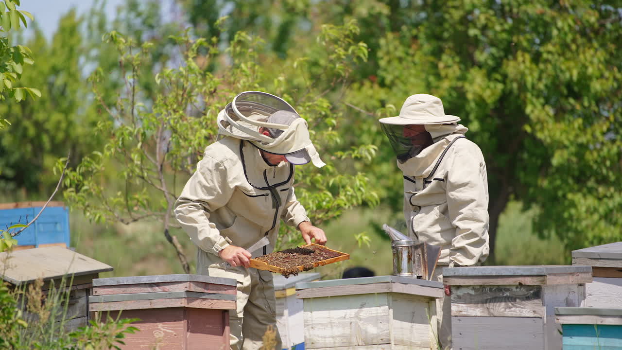 Male apiarists look carefully at the frame coated with bees. Beekeepers check the frame and turn it back to the hive.