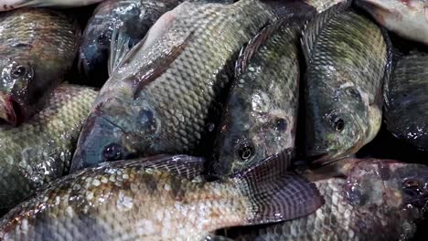 detailed view of multiple fish showcasing scales and fins, highlighting texture and freshness.