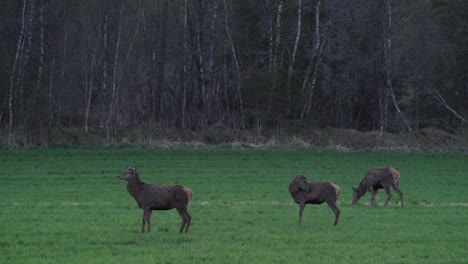 wild deers grazing on green pasture land