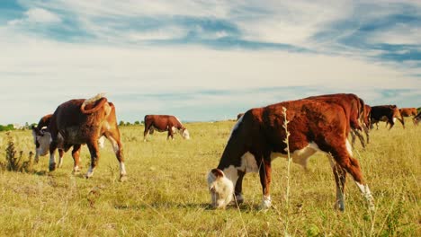 Este-Idílico-Entorno-Rural-Refleja-La-Sencilla-Belleza-De-La-Naturaleza-Y-La-Tranquila-Armonía-De-La-Vida-En-La-Granja,-Donde-Las-Vacas-Se-Mueven-Tranquilamente,-Disfrutando-De-Su-Día-Al-Sol.