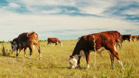 este idílico entorno rural refleja la simple belleza de la naturaleza y la tranquila armonía de la vida agrícola, donde las vacas se mueven tranquilamente, disfrutando de su día al sol.