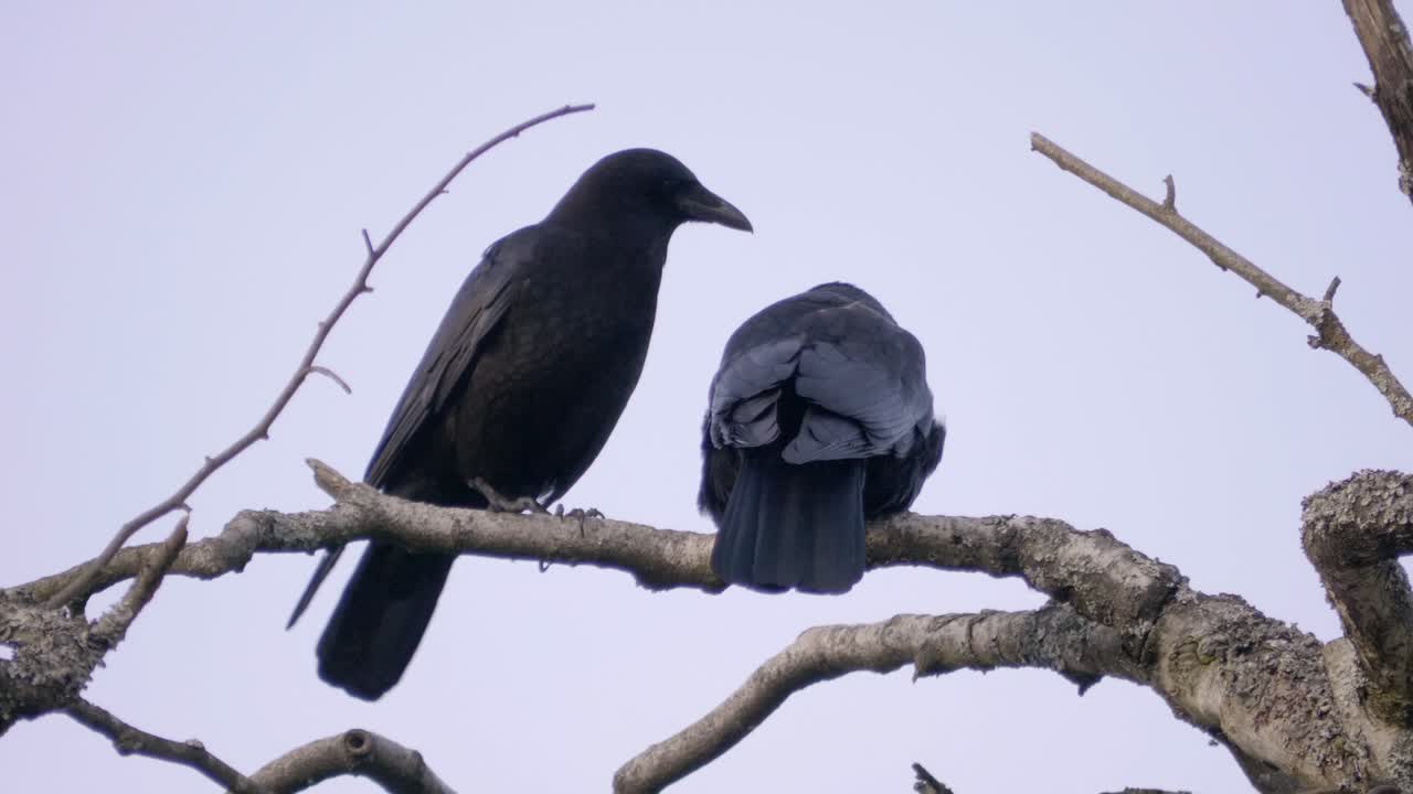 dos pájaros negros en la rama de un árbol, uno recogiendo las plumas de la pareja