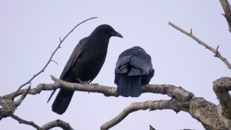 two black birds on a tree branch, one picking the feathers of partner