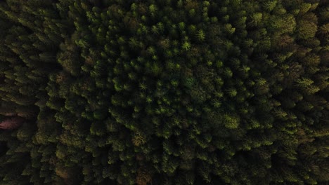 aerial view over the treetops of a vibrant coniferous green forest