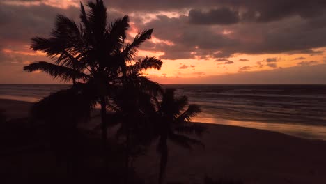 flying over palm trees in ocean beach in beautiful sunset in brazil